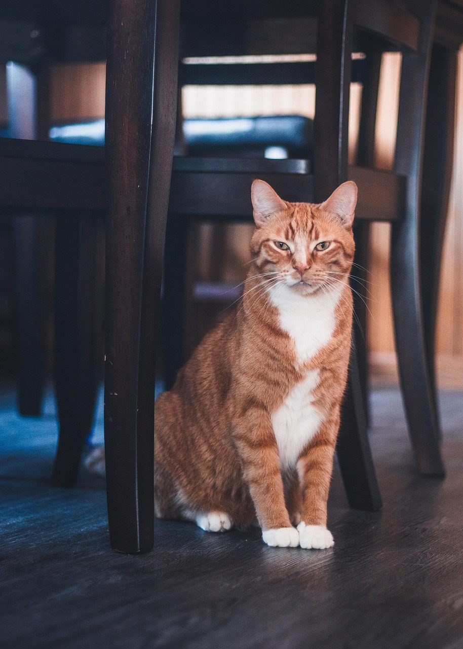 Rot-weißer Kater sitzt in einer Wohnung auf dunklem Holzboden zwischen Stuhlbeinen und blickt in die Kamera