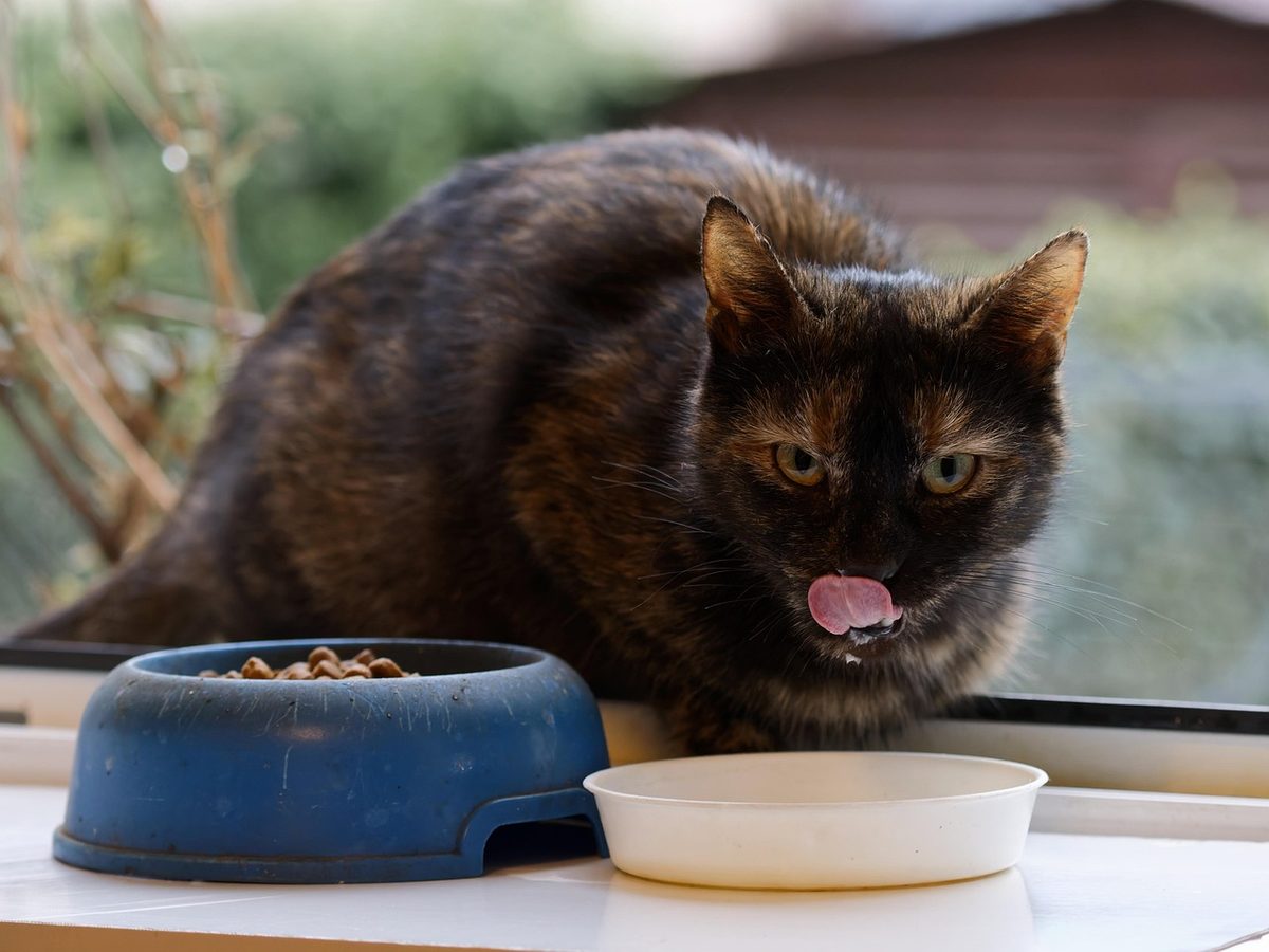 Schildpattkatze sitzt auf einer Fensterbank hinter einem blauen Napf mit Trockenfutter und einer weißen Schale und leckt sich das Maul