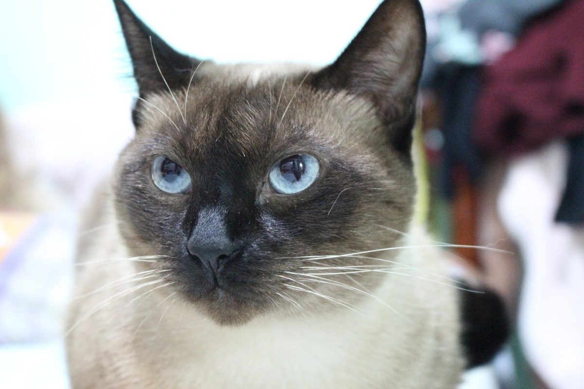 Nahaufnahme einer Katze mit dunkelbrauner Gesichtsmaske, cremefarbenem Fell und leuchtend blauen Augen.