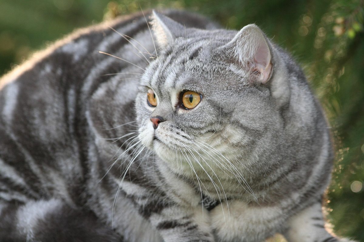Grau gestromte Kurzhaarkatze mit orangefarbenen Augen; an der Flanke sind breite, geschwungene dunkle Bänder zu sehen.