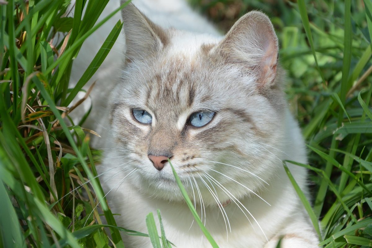 Helle Katze mit graubraun gestreifter Stirn und Maske und hellblauen Augen liegt im hohen Gras.