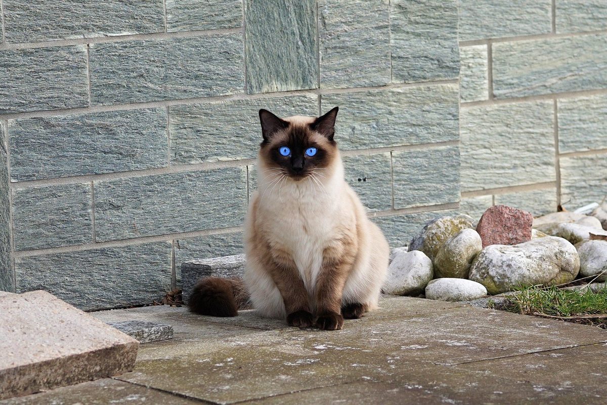 Katze mit cremefarbenem Körper, dunkelbrauner Maske, dunklen Ohren, Beinen und Schwanz und leuchtend blauen Augen sitzt vor einer grauen Steinmauer.
