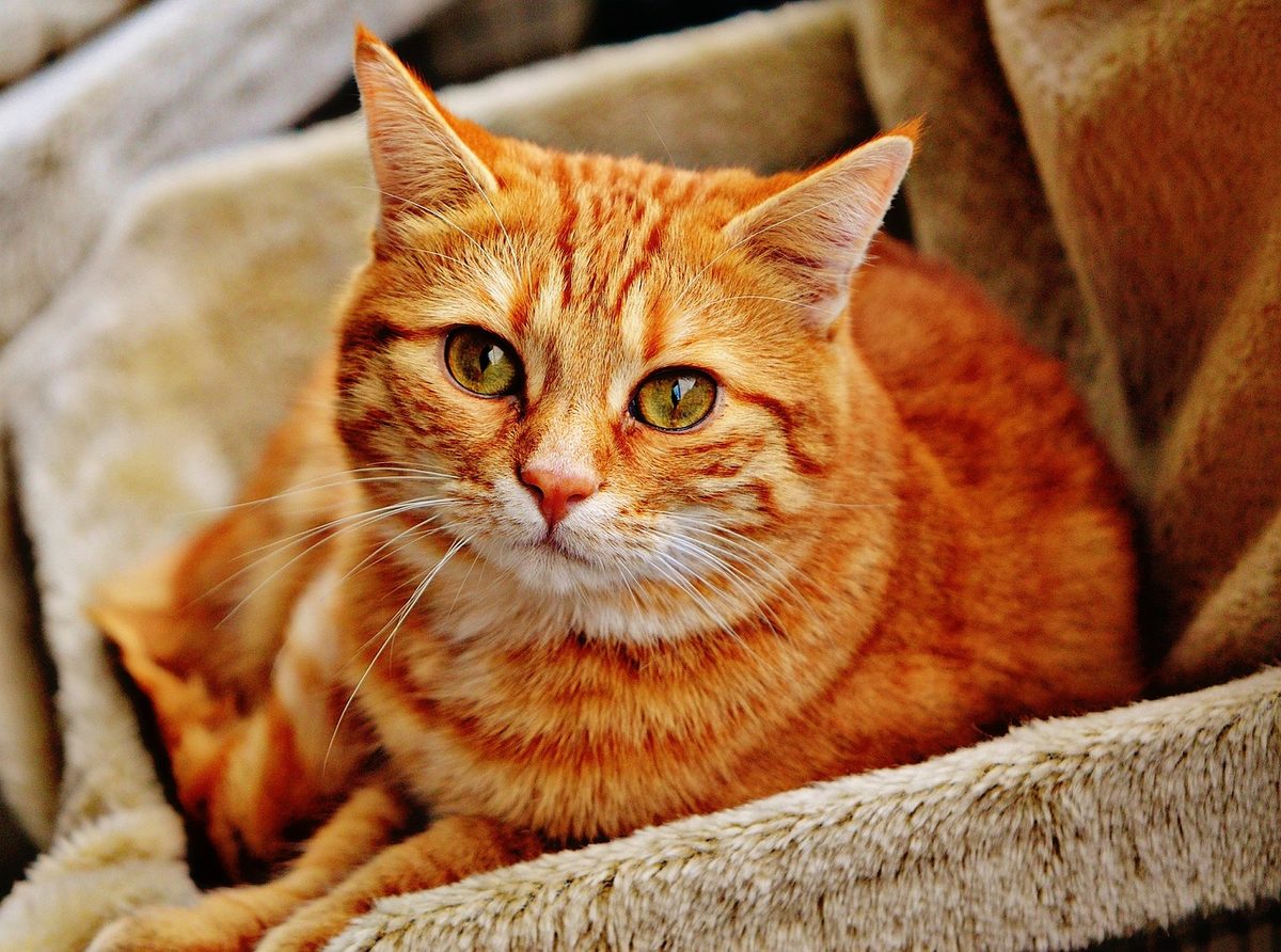 Rot getigerte Katze mit bernsteinfarbenen Augen liegt in einer hellen Decke und blickt in die Kamera.