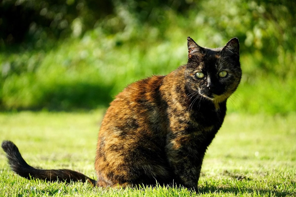 Schildpatt-Katze mit schwarz-rot durchmischtem Fell sitzt auf einer Wiese und blickt in die Kamera.