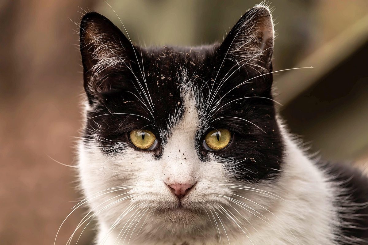 Kopfporträt einer schwarz-weißen Katze mit schwarzer Kappe, weißer Blesse, weißer Schnauze und gelben Augen.