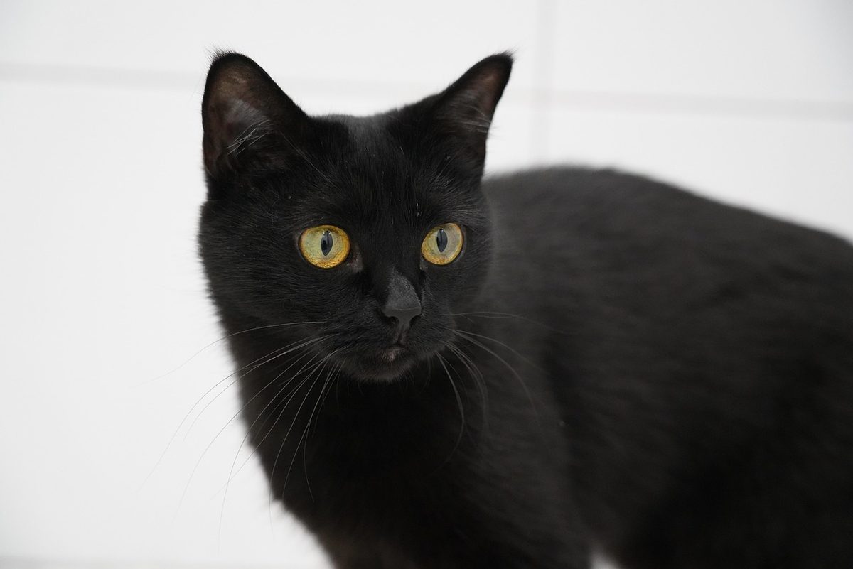 Schwarze Kurzhaarkatze mit gelben Augen steht vor hellem Hintergrund und schaut in die Kamera.