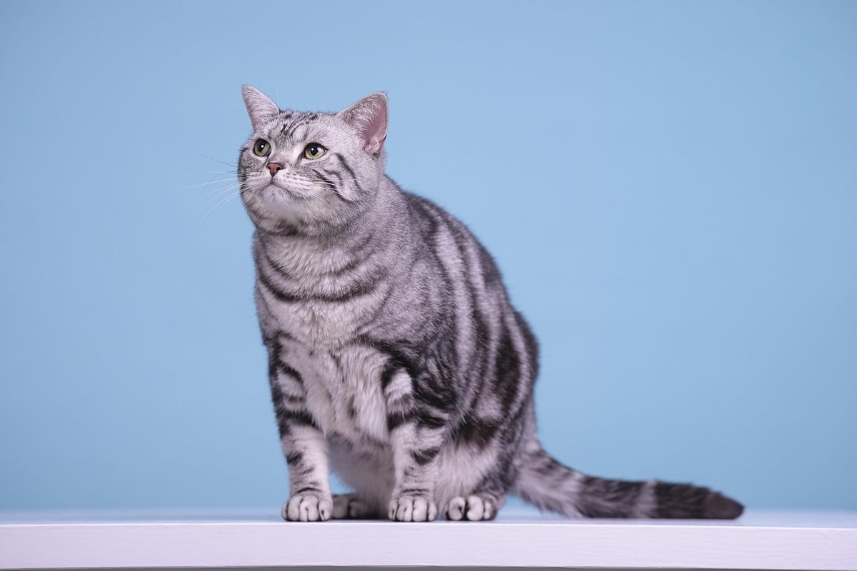 Silbern gestromte Kurzhaarkatze mit schwarzer Zeichnung auf silberweißem Grund steht vor hellblauem Hintergrund und blickt nach oben.