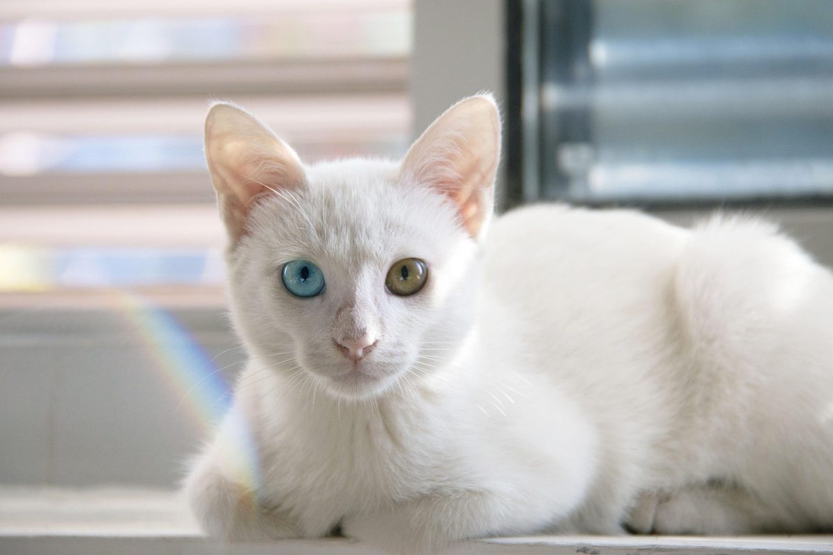 Weiße Kurzhaarkatze mit einem blauen und einem bernsteinfarbenen Auge liegt vor einem Fenster.