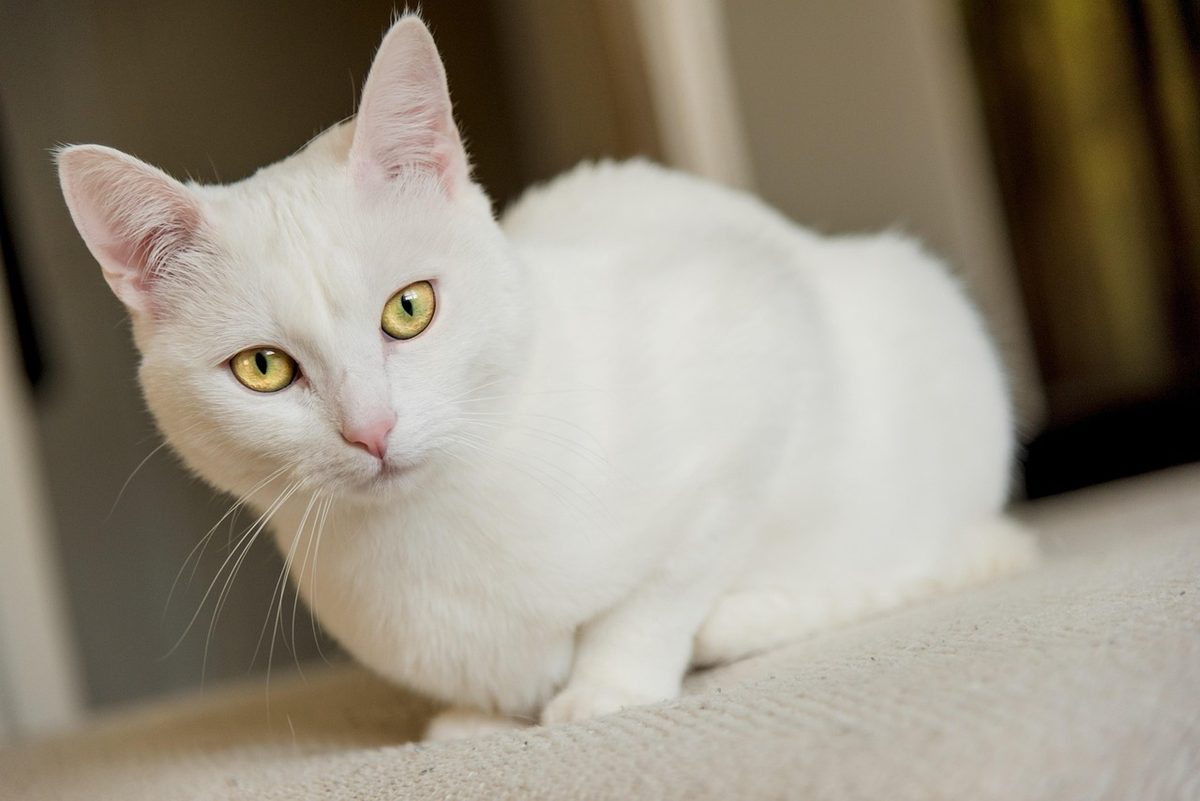 Rein weiße Kurzhaarkatze mit gelben Augen und rosa Nase liegt auf einer hellen Unterlage und schaut in die Kamera.