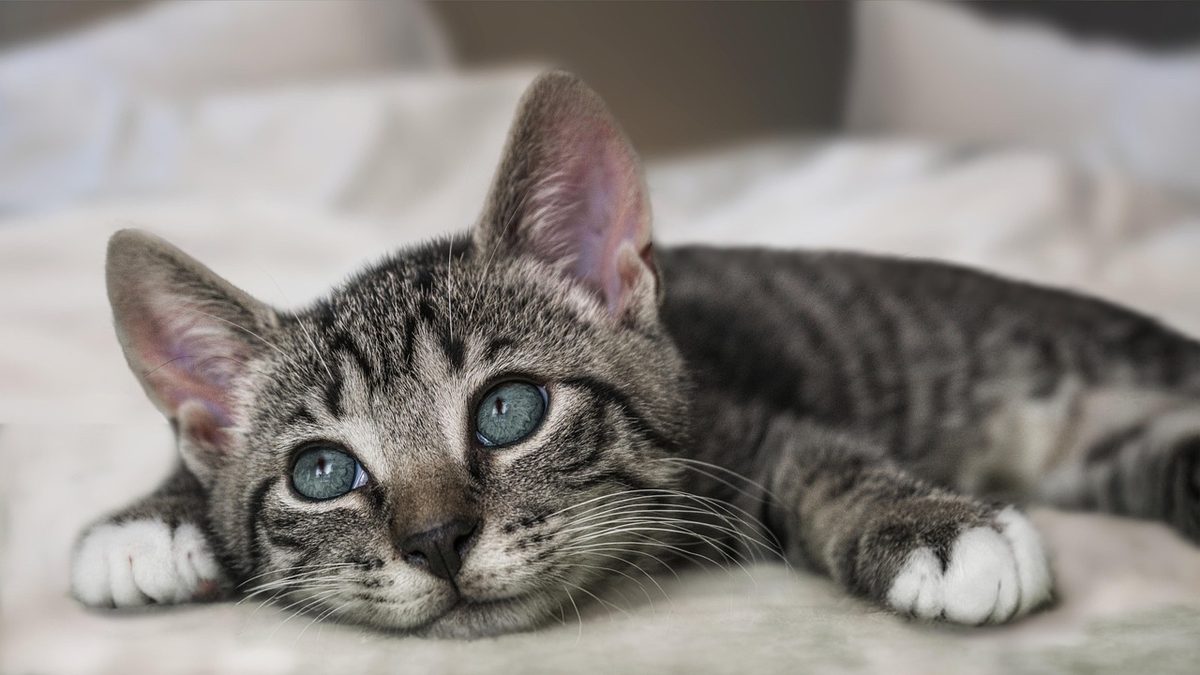 Junge getigerte Katze mit weißen Pfoten liegt ausgestreckt auf einer hellen Decke und blickt in die Kamera