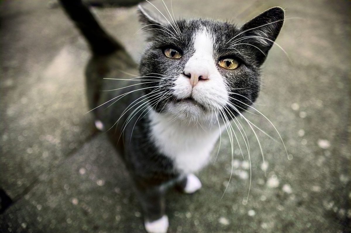 Schwarz-weiße Katze mit langen weißen Schnurrhaaren steht auf Steinpflaster und blickt nach oben in die Kamera