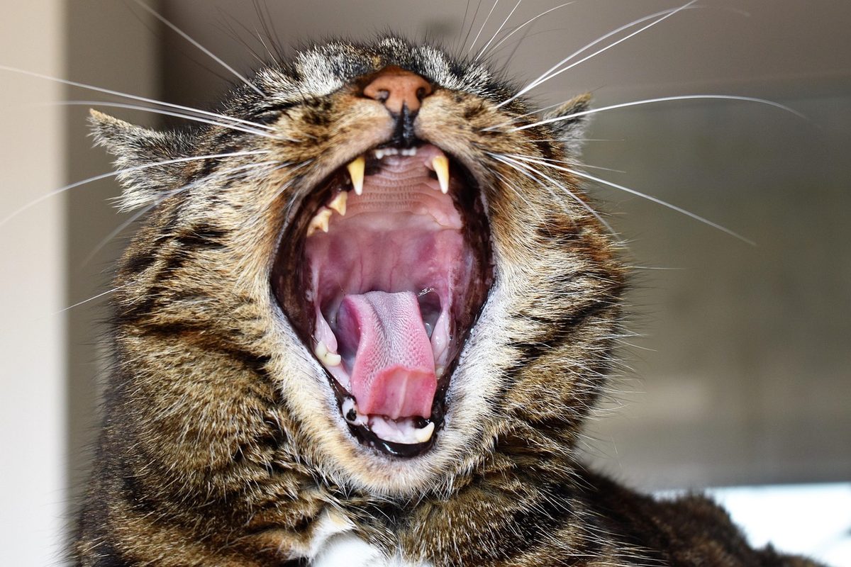 Getigerte Katze gähnt mit weit geöffnetem Maul, Eckzähne, Zunge und Gaumen sind zu sehen