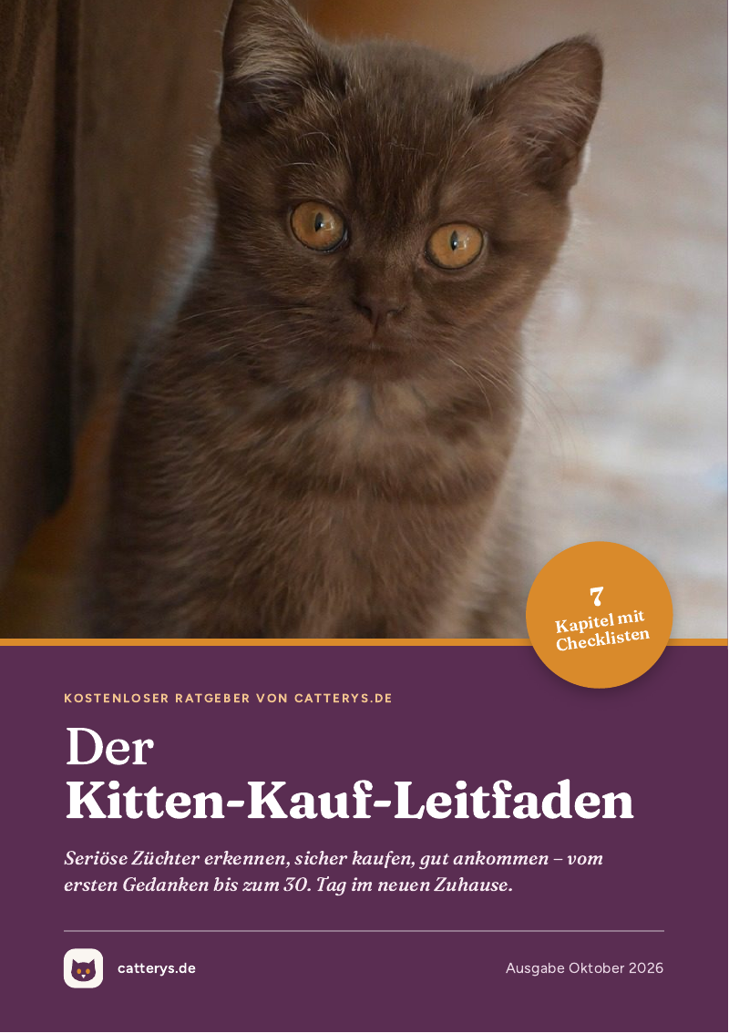 Titelseite des Kitten-Kauf-Leitfadens von catterys.de mit einem braunen Kitten