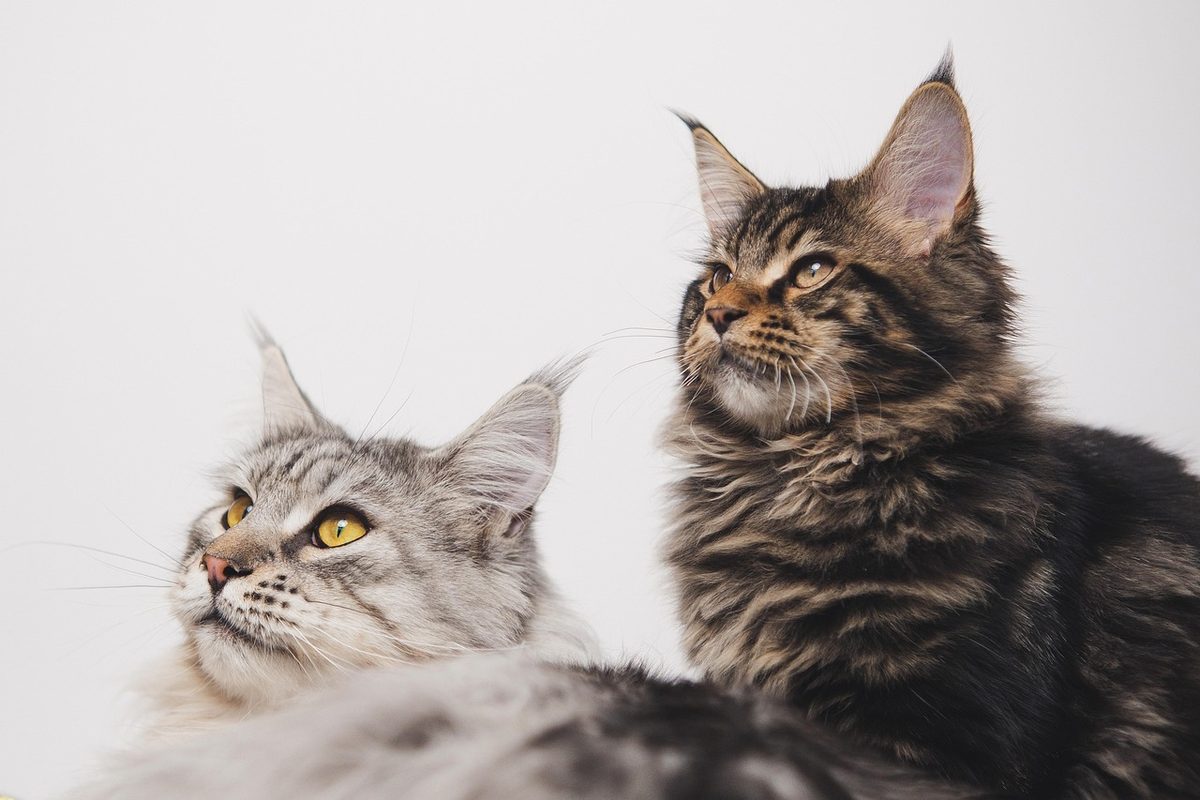 Zwei Maine-Coon-Katzen, eine silber und eine braun getigert, mit Luchspinseln an den Ohren vor hellem Hintergrund