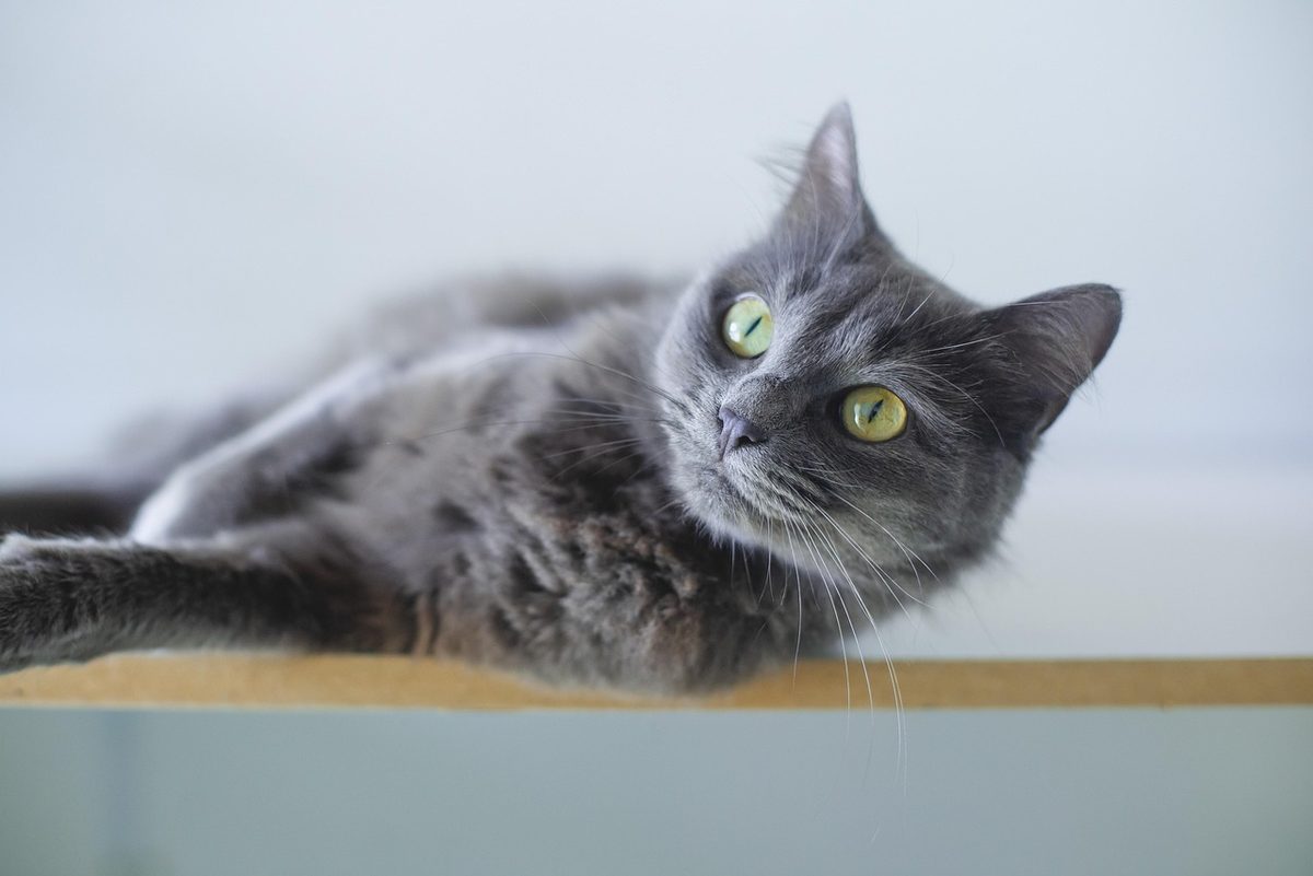 Graue Katze liegt ausgestreckt auf einer hellen Fläche und blickt zur Seite