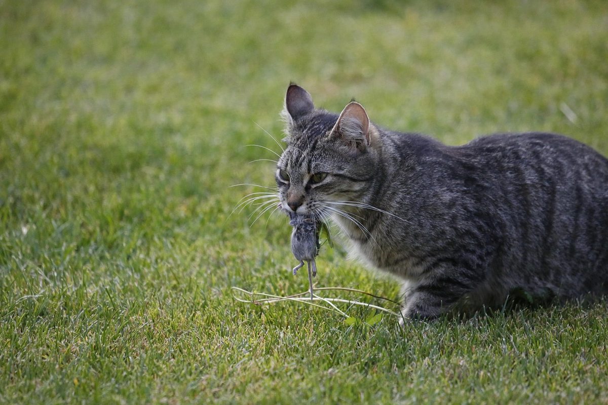 Grau getigerte Katze läuft mit einer erbeuteten Maus im Maul über eine Wiese