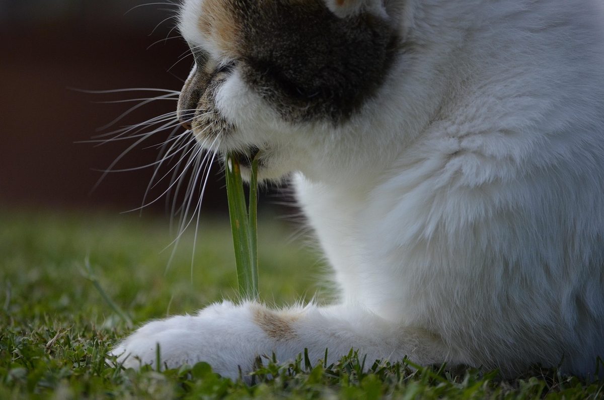 Weiße Katze mit dunkler Zeichnung am Kopf sitzt auf einer Wiese und kaut an einem Grashalm