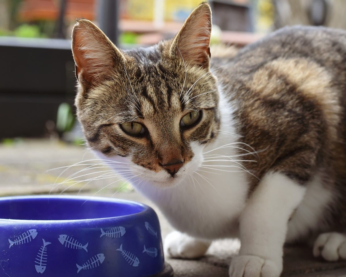 Getigerte Katze mit weißer Brust sitzt neben einem blauen Futternapf und schaut in die Kamera