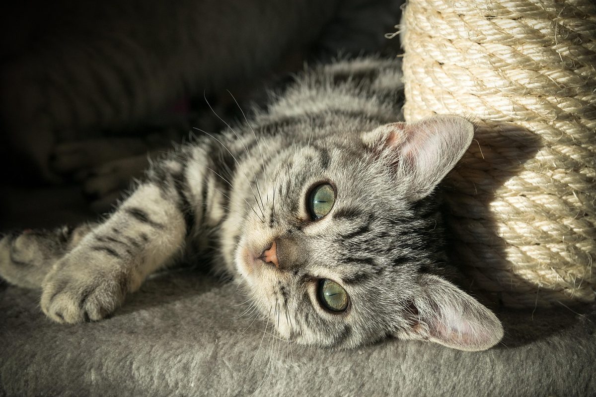Silbern getigertes Kitten liegt auf der Seite neben einem mit Sisal umwickelten Kratzstamm und blickt mit grünen Augen in die Kamera