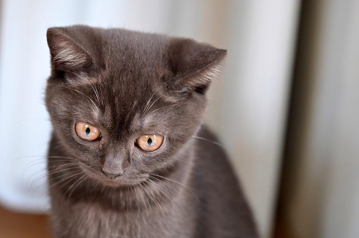 Graues Britisch-Kurzhaar-Kitten mit orangefarbenen Augen sitzt vor einem hellen Vorhang und blickt nach unten