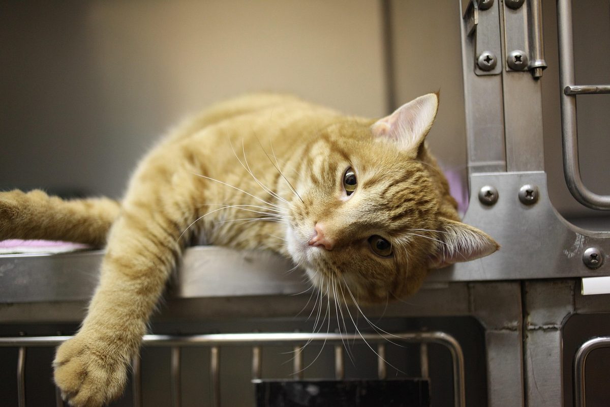 Rot getigerte Katze liegt entspannt auf der Seite vor Edelstahl-Boxen und streckt eine Vorderpfote über die Kante