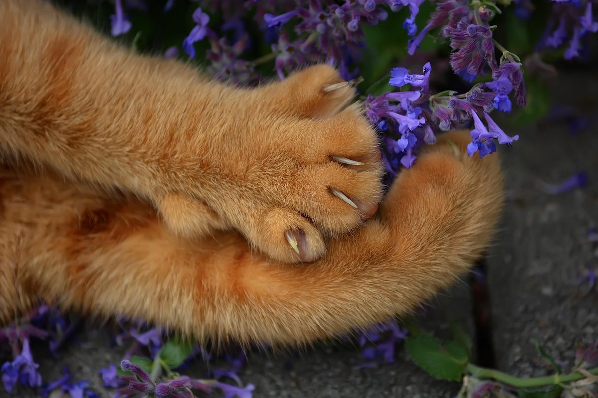 Nahaufnahme zweier roter Katzenpfoten mit ausgefahrenen Krallen neben blau blühender Katzenminze