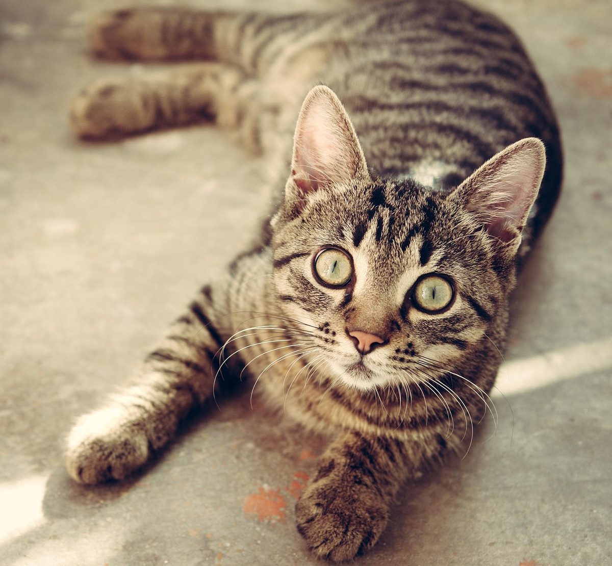 Braun getigerte junge Katze liegt ausgestreckt auf einem Steinboden und blickt mit großen Augen nach oben in die Kamera