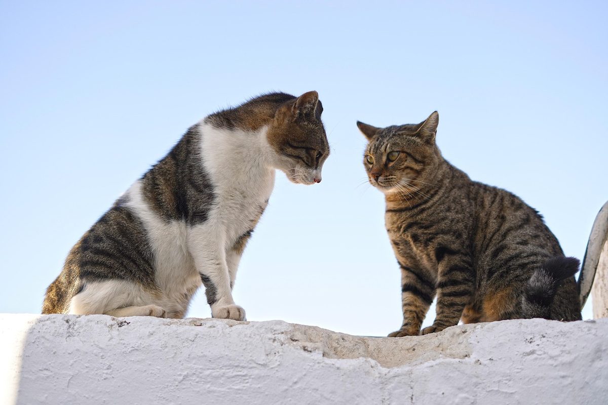Zwei getigerte Katzen sitzen sich auf einer weißen Mauer gegenüber und beschnuppern sich vorsichtig