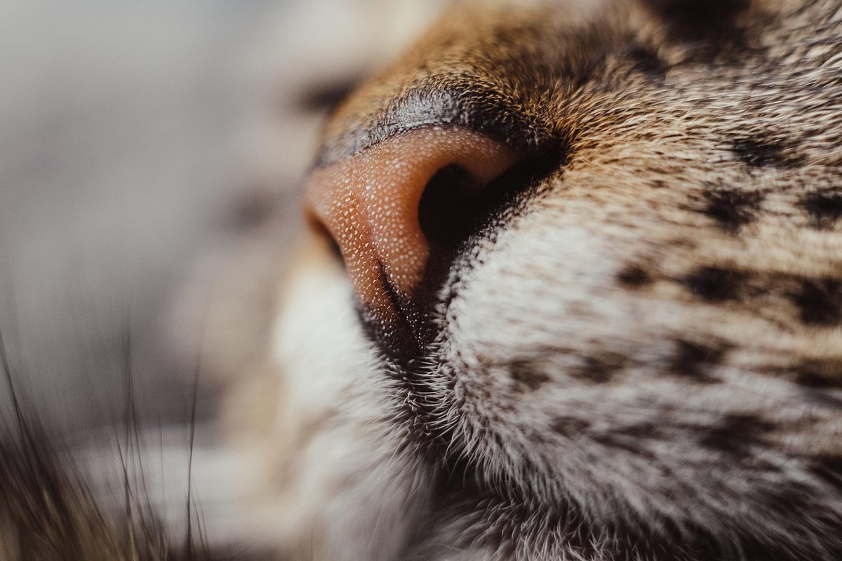 Nahaufnahme der rosa-braunen Nase und der Schnurrhaare einer getigerten Katze