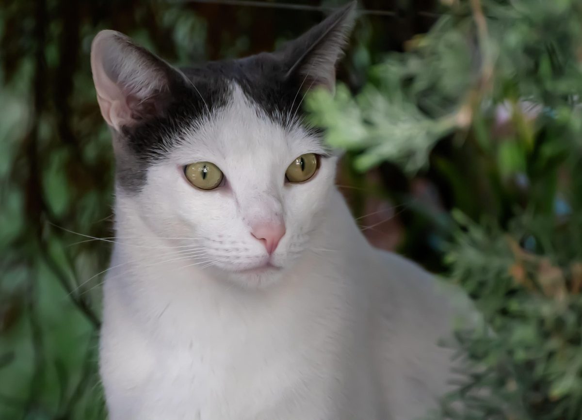 Weiße Katze mit grau-schwarzer Zeichnung an Kopf und Ohren und gelbgrünen Augen sitzt im Freien vor grünen Sträuchern
