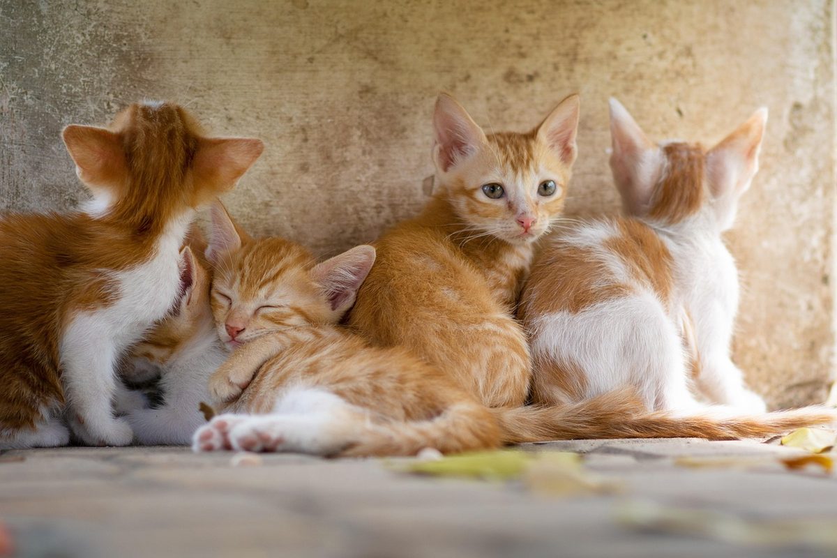 Vier rot-weiße Kitten liegen eng aneinandergekuschelt auf dem Boden vor einer hellen Wand