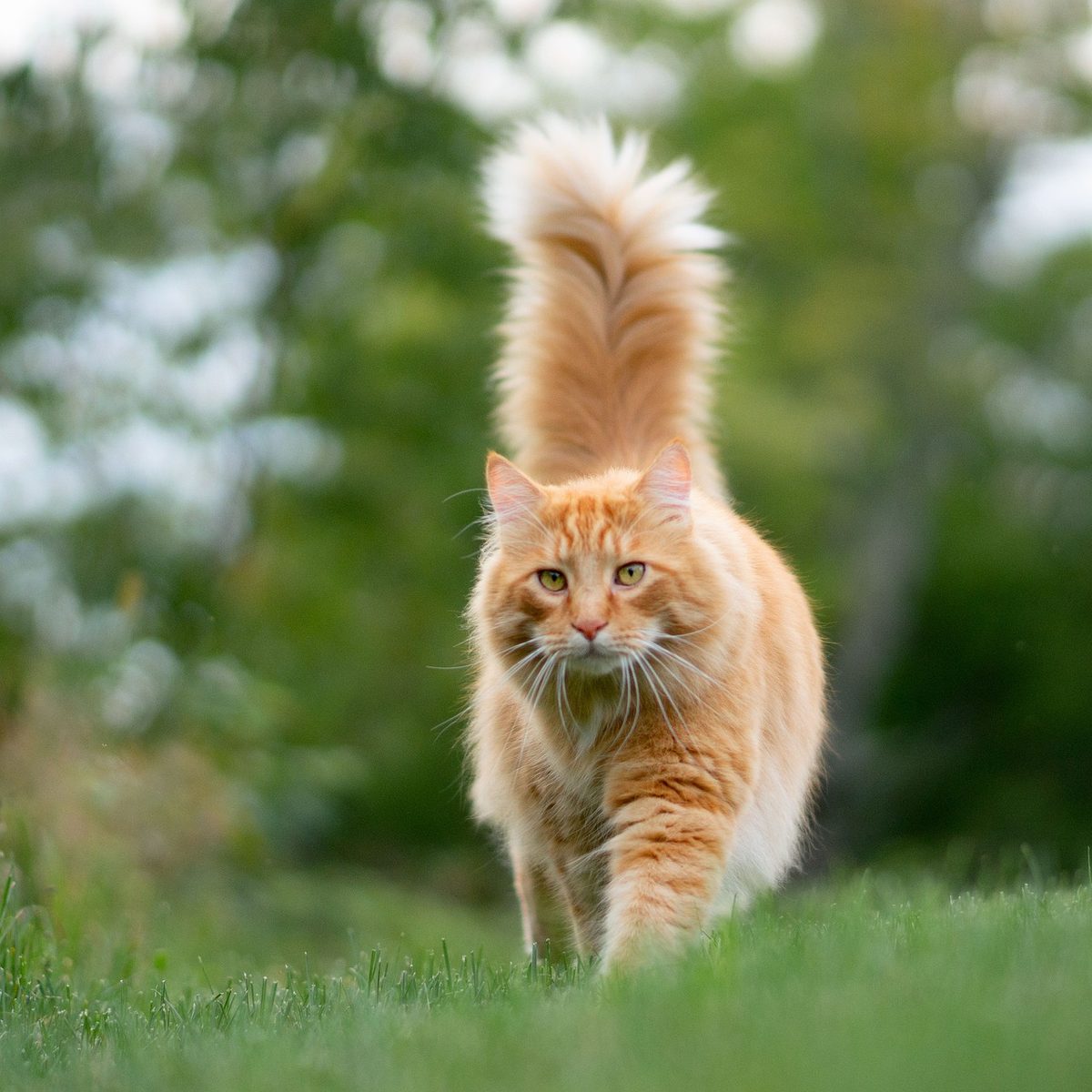 Rot getigerte Langhaarkatze läuft mit senkrecht aufgestelltem, buschigem Schwanz über eine Wiese auf die Kamera zu