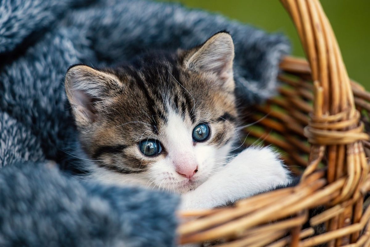 Braun getigertes Kitten mit weißer Schnauze und blauen Augen liegt in einem Weidenkorb unter einer grauen Decke und schaut in die Kamera