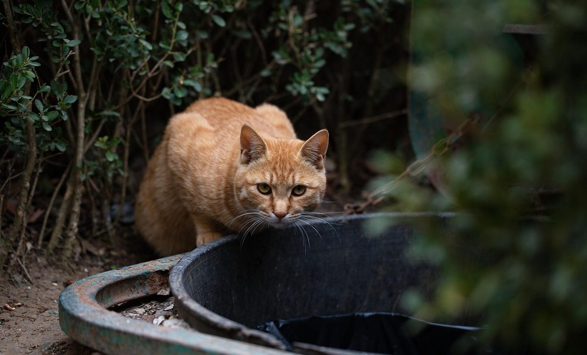 Rot getigerte Katze kauert zwischen Büschen am Rand einer schwarzen Wanne und blickt in die Kamera