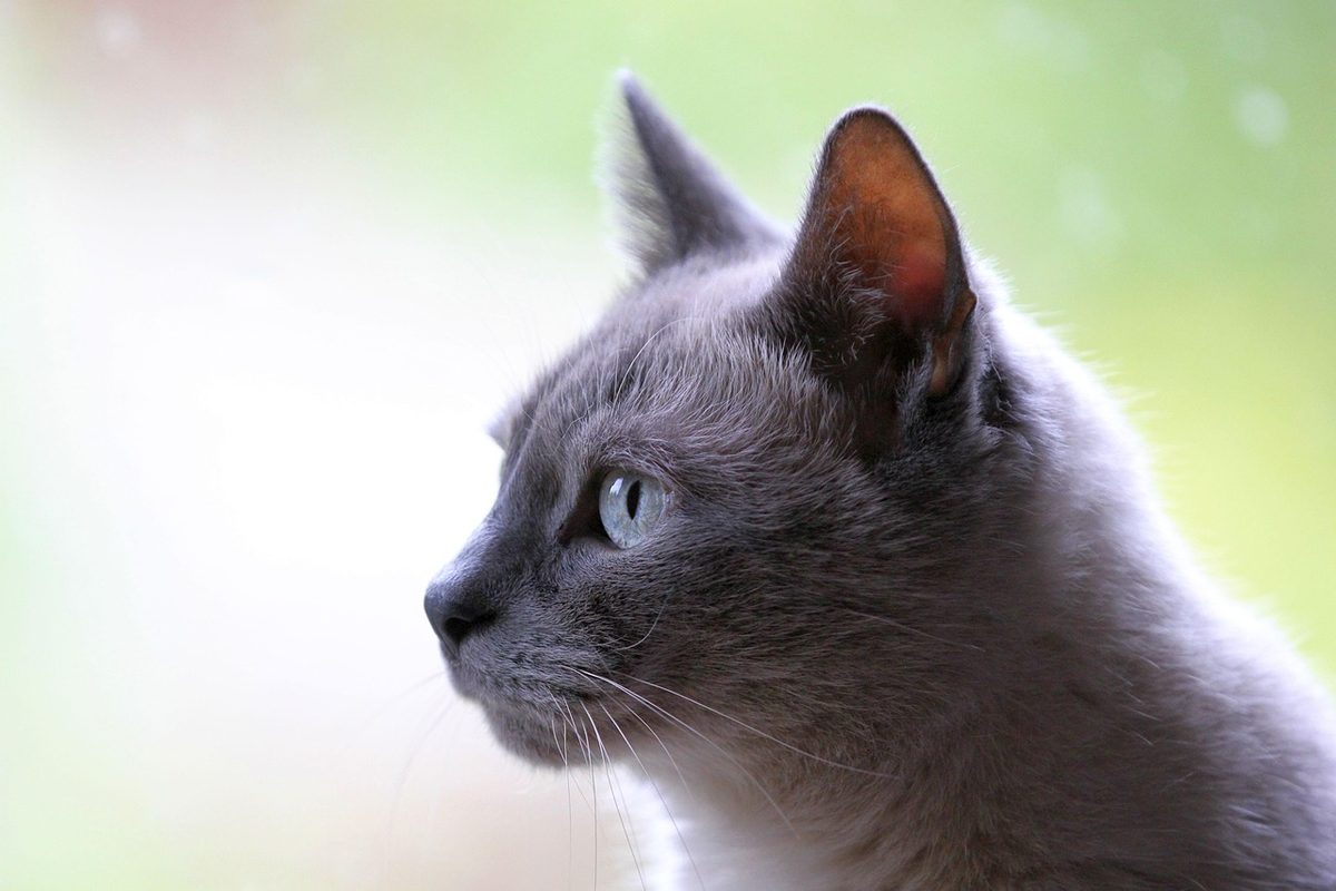 Graue Katze im Profil mit aufgestelltem Ohr vor hellem, unscharfem Hintergrund