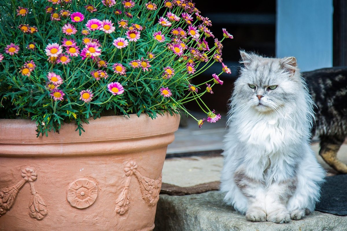 Silberfarbene Perserkatze mit langem Fell sitzt auf einer Steinstufe neben einem Terrakottatopf mit rosa Blüten
