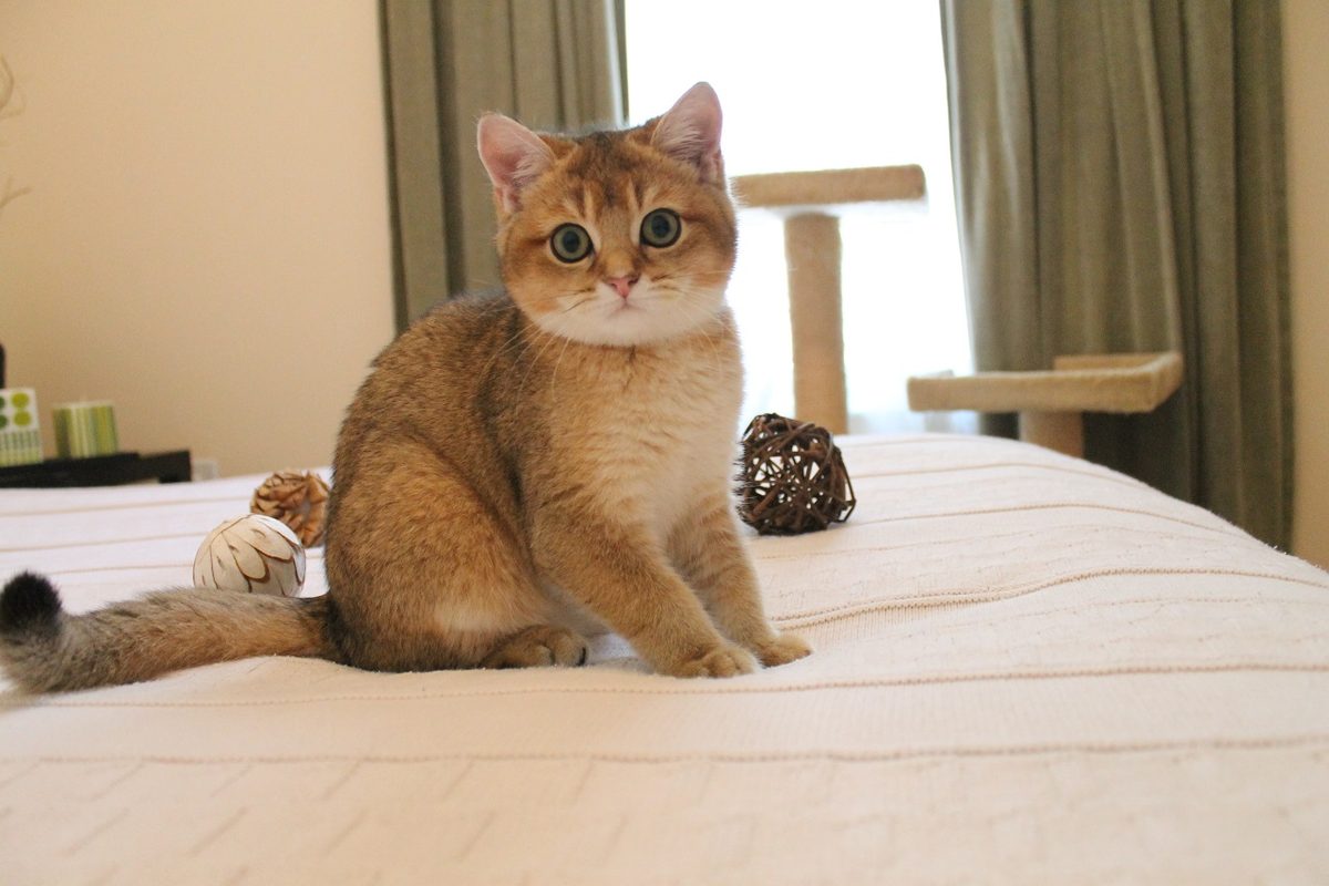 Junge Britisch-Kurzhaar-Katze in Golden mit warm goldbraunem Fell, heller Brust und dunkler Schwanzspitze sitzt auf einem hellen Bett.
