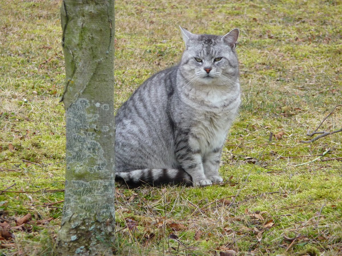 Kräftige Britisch-Kurzhaar-Katze in Schwarz-Silber mit getigerter Zeichnung sitzt neben einem Baumstamm auf einer Wiese.