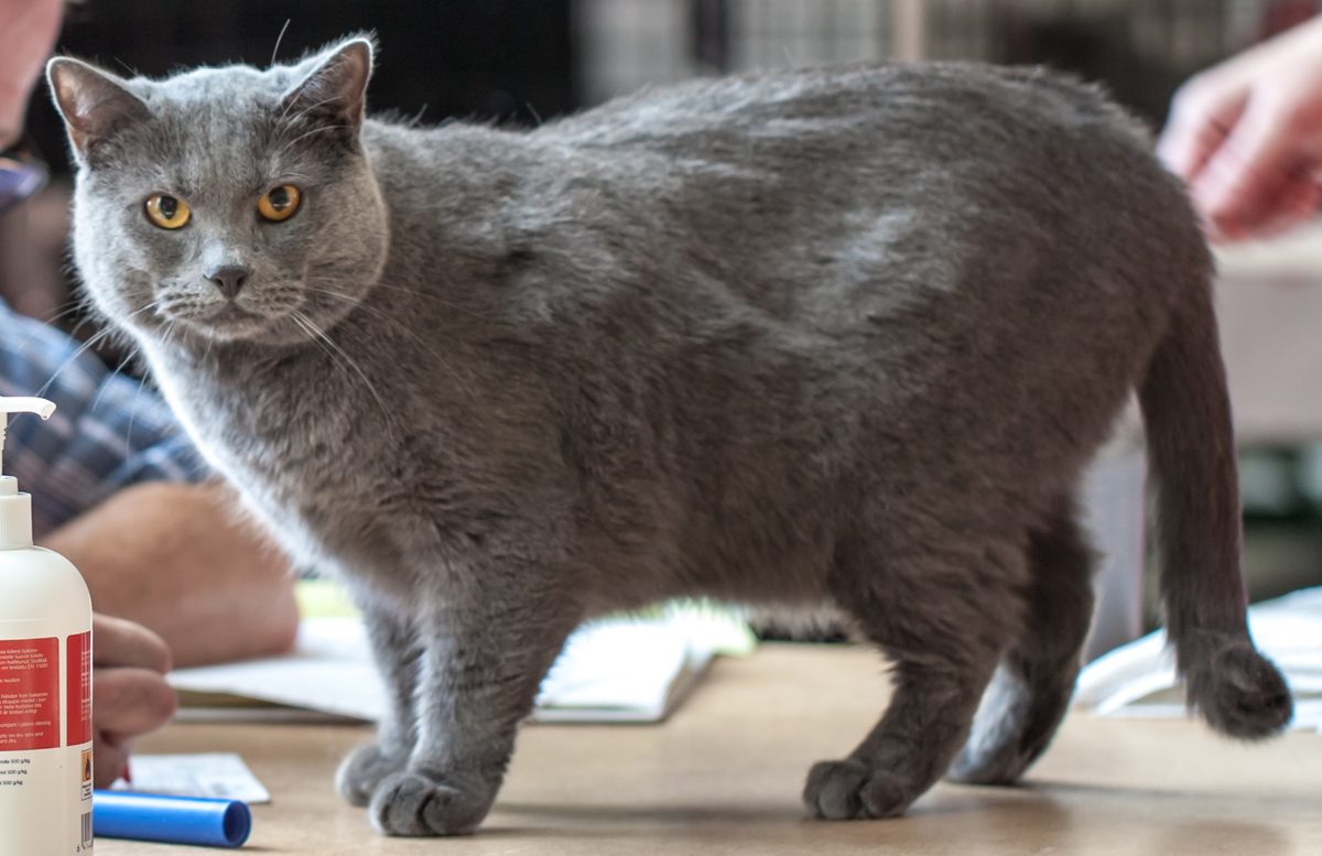 Blaugraue Chartreux mit kräftigem Körper und kupfergelben Augen steht auf einem Richtertisch einer Katzenausstellung.