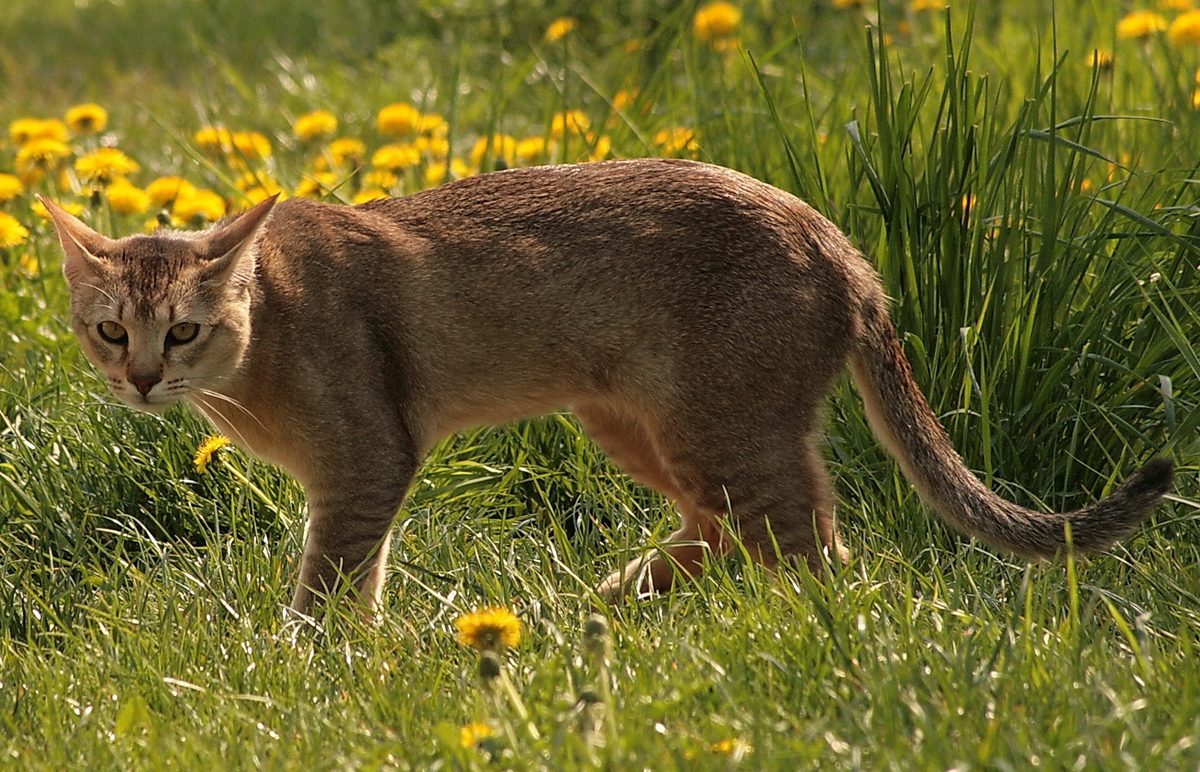 Sandbraun getickte Chausie mit langen Beinen, großen Ohren und geringeltem Schwanz mit schwarzer Spitze steht in einer Wiese mit Löwenzahn.