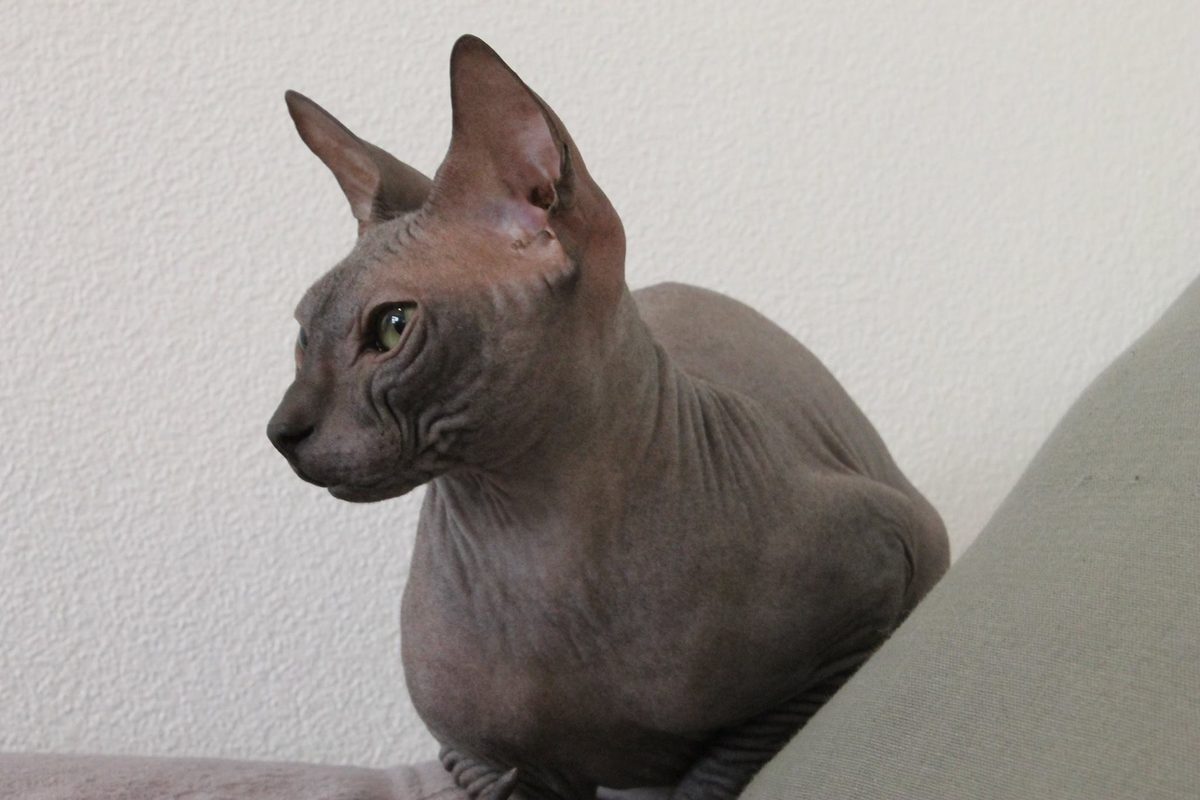 Graubraune, unbehaarte Don Sphynx mit großen Ohren und faltiger Haut an Hals und Stirn sitzt vor einer weißen Wand und schaut zur Seite