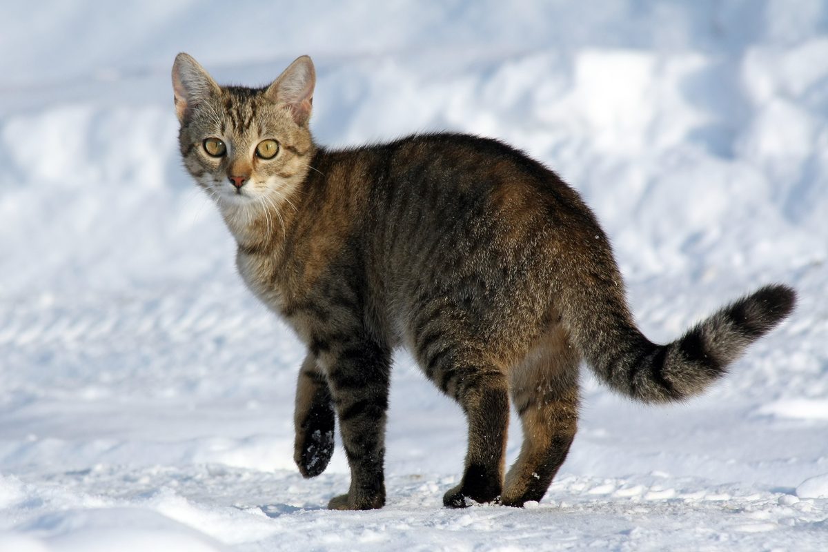 Braun getigerte Hauskatze mit gelbgrünen Augen und geringeltem Schwanz geht über eine verschneite Fläche und blickt zur Kamera.