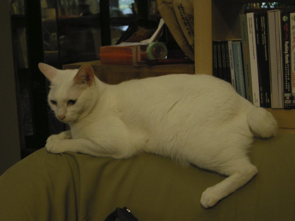 Weiße Japanese Bobtail mit rötlich gefärbtem Ohr liegt auf einer olivgrünen Sofalehne, hinten ist der kurze, puschelige Stummelschwanz zu sehen