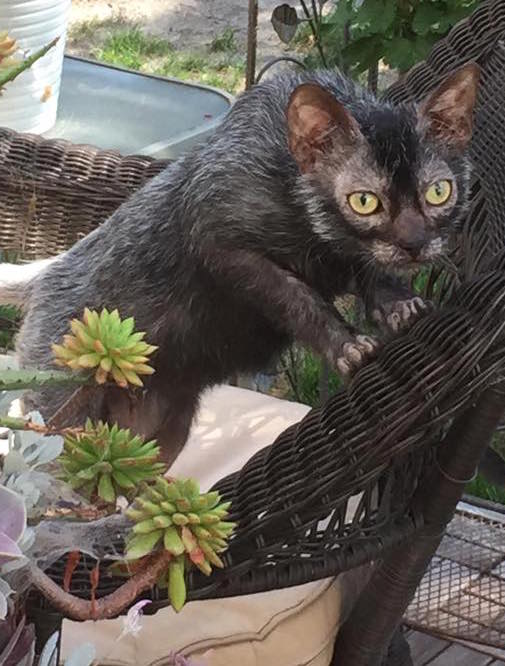 Junger Lykoi-Kater mit schütterem, schwarz-grau gestichelten Fell, nackter Maske um Augen und Nase und gelben Augen klettert auf einen Korbsessel.