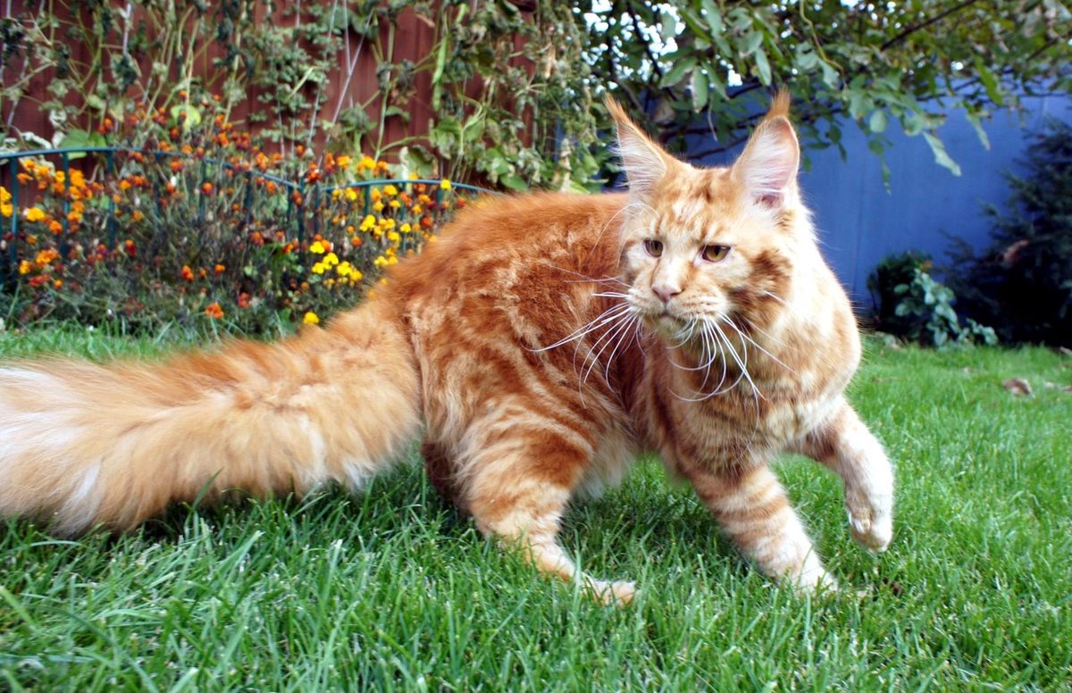Rot gestromte Maine Coon mit buschigem Schwanz und Luchspinseln an den Ohren läuft über einen Rasen vor einem Blumenbeet.