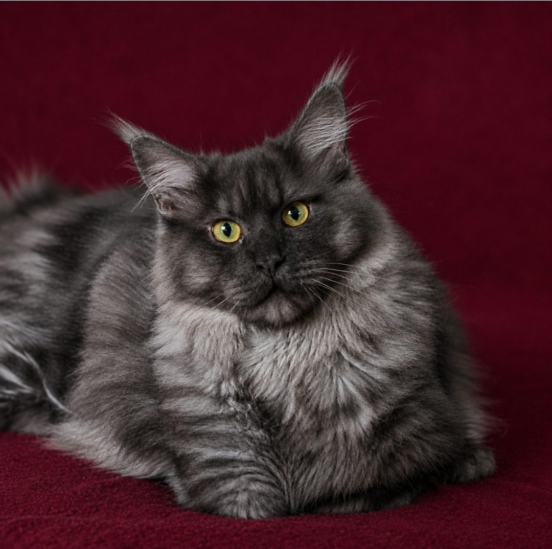 Junger Maine-Coon-Kater in Black Smoke mit dunklem Gesicht, gelbgrünen Augen und silbrig aufgehelltem Fell an Brust und Flanken liegt auf dunkelrotem Stoff.