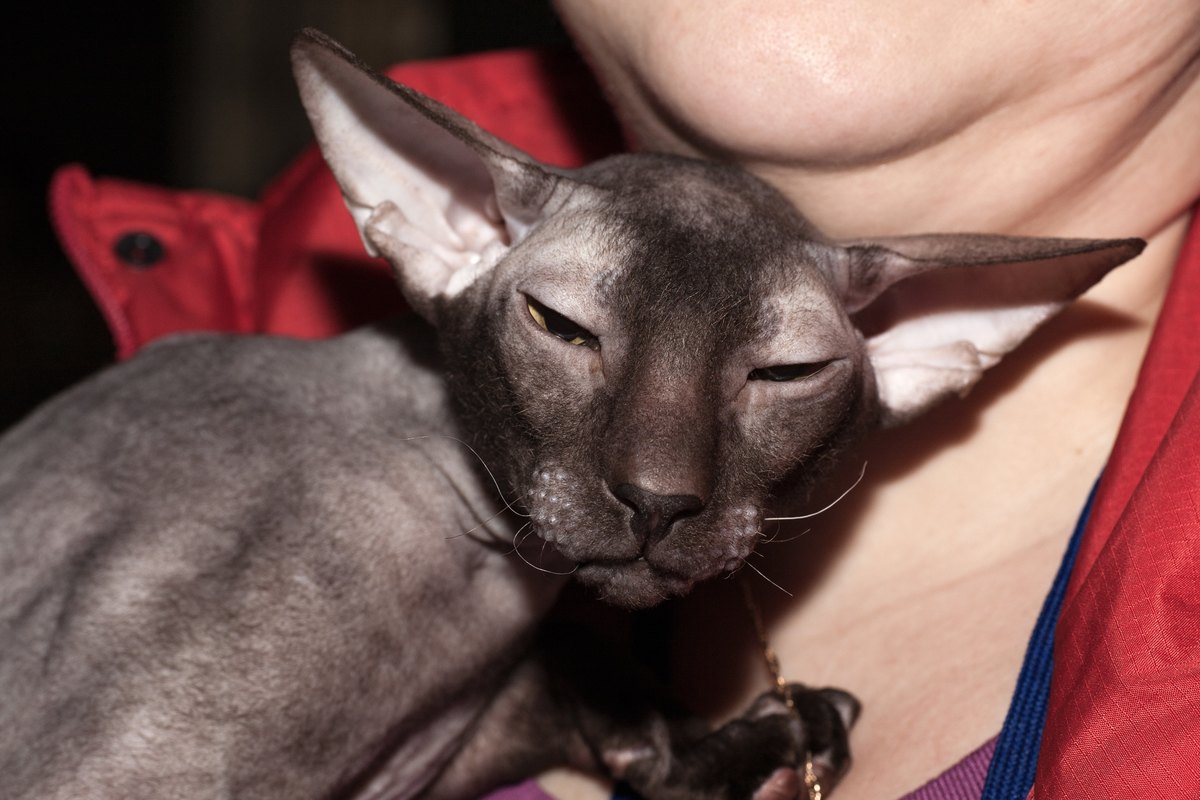 Schokoladenbraune, nahezu haarlose Peterbald mit riesigen Ohren und nur wenigen kurzen, gekräuselten Tasthaaren liegt auf dem Arm einer Person in roter Jacke.