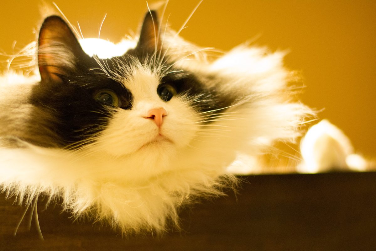 Schwarz-weiße RagaMuffin mit grünen Augen und langem, weichem Fell liegt im warmen Gegenlicht auf einem dunklen Regalbrett.