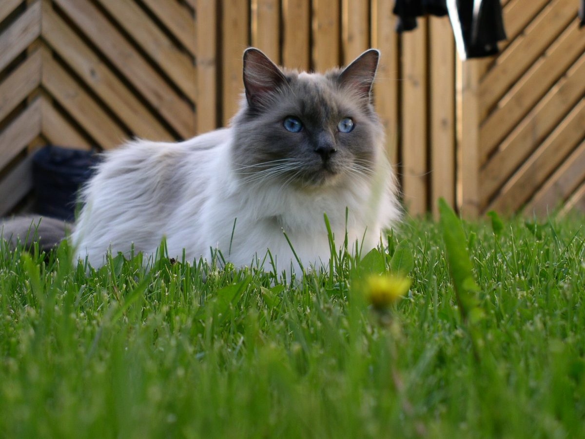 Ragdoll in Blue Mitted mit blaugrauer Maske, blauen Augen und weißem Kinn liegt im Gras vor einem Holzzaun.
