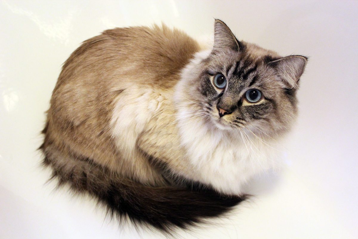 Ragdoll-Kater in Seal Tabby Colourpoint mit gestreifter Maske, blauen Augen, hellem Kragen und dunklem Schwanz liegt eingerollt auf hellem Untergrund.